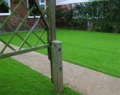 Artificial Grass through the fence